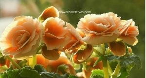 Begonia