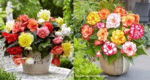 Begonia different colors