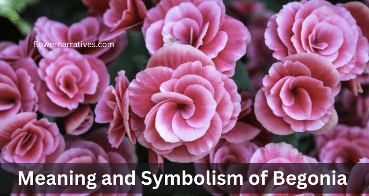 Begonia flower