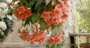 Begonias