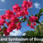 Bougainvillea