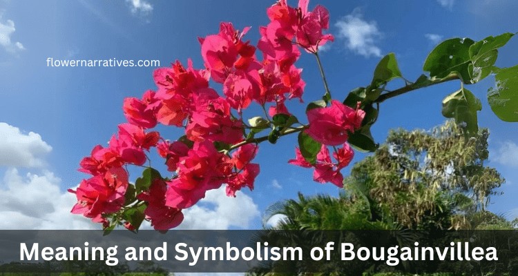 Bougainvillea