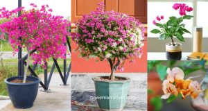 Bougainvillea pots