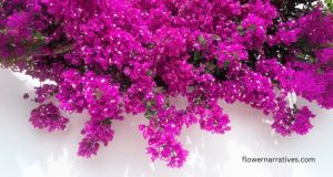 Bougainvilleas