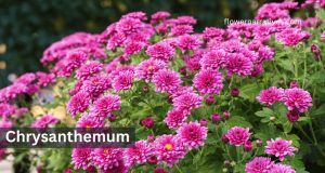 Chrysanthemum
