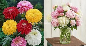 Chrysanthemum and peony