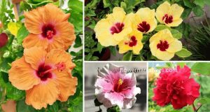 Different Colors of Hibiscus