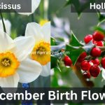 December Birth Flowers Narcissus and Holly
