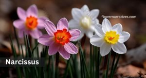 Diff colors of Narcissus