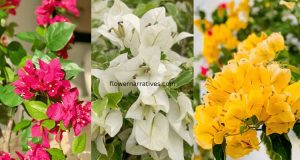 Different colors of Bougainvillea