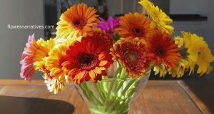 Different colors of Gerbera