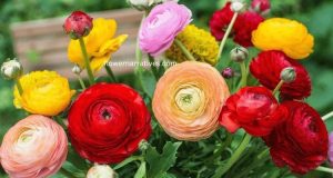 Different colors of Ranunculus