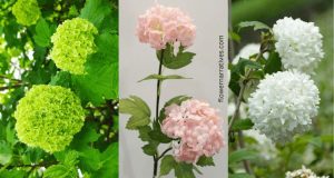 Different colors of Snowball