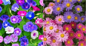 Different colors of aster and Morning Glory