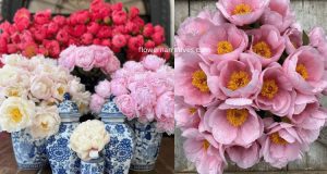 Different colors of peony