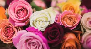 Different colors of roses