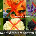 Flowers that should not be gifted