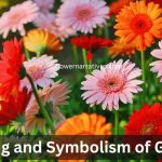Gerbera flower