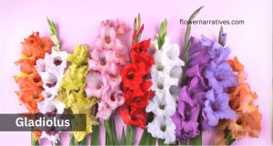 Gladiolus flower