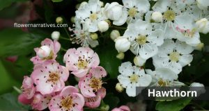 Hawthorn Flower