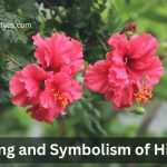 Hibiscus Flower