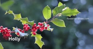 Holly