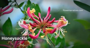 Honeysuckle