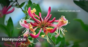 Honeysuckle