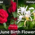 June Birth Flowers