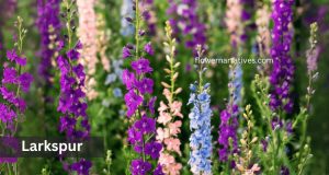 Larkspur flower