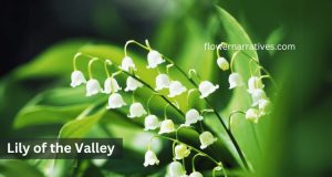Lily of the Valley