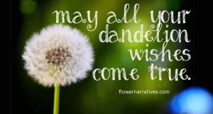 Make a wish