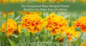 Marigold flower benefits