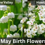 May birth flower