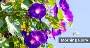 Morning Glory