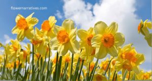 Narcissus