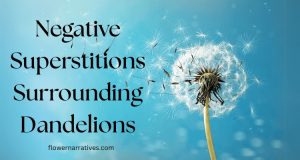 Negative Superstitions Surrounding Dandelions