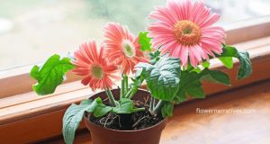 Pink Gerbera