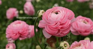 Ranunculus