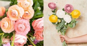 Ranunculus bouquets