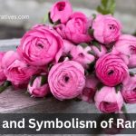 Ranunculus flower