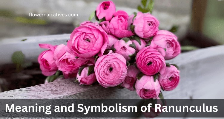 Ranunculus flower