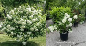 Snowball flower