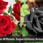 The Dark Side of Roses