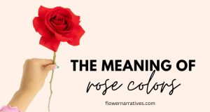 The Secret Messages of Rose Colors