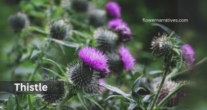 Thistle