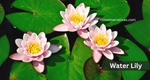 Water Lily flower