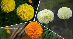 colors of marigold