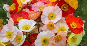 colors of poppy flower