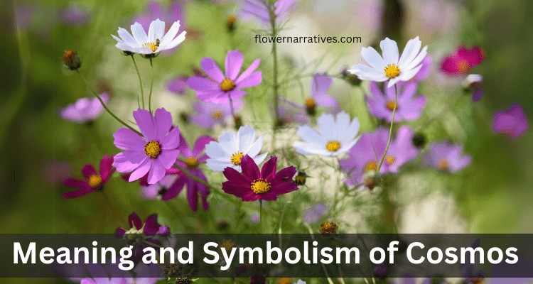 cosmos flower